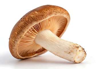 Fototapeta premium mushrooms isolated on white, Fresh Portobello Mushroom Close-Up on White Background – Organic Edible Fungi