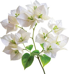 A beautiful bouquet of white roses and other white flowers blossoms in a spring floral arrangement against a clean white background