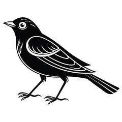 Fototapeta premium Red-winged blackbird silhouette, bird silhouette on a white background