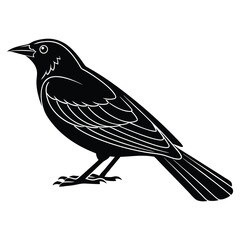 Fototapeta premium Red-winged blackbird silhouette, bird silhouette on a white background