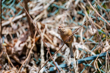 ペアで
食事中の可愛いベニマシコ（アトリ科）
英名学名：Long-tailed Rosefinch (Uragus sibiricus)
神奈川県清川村、早戸川林道-2025年
