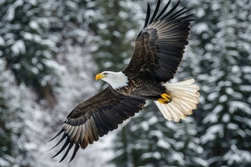 Fototapeta premium Bald eagle in flight above pristine snowy landscape in petersburg, inside passage, alaska, capturing the essence of wildlife beauty. Perfect for nature enthusiasts and outdoor adventurers