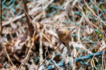 ペアで
食事中の可愛いベニマシコ（アトリ科）
英名学名：Long-tailed Rosefinch (Uragus sibiricus)
神奈川県清川村、早戸川林道-2025年

