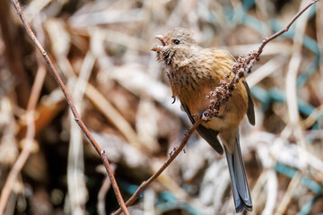 ペアで
食事中の可愛いベニマシコ（アトリ科）
英名学名：Long-tailed Rosefinch (Uragus sibiricus)
神奈川県清川村、早戸川林道-2025年
