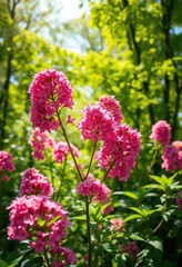 Obraz premium Vibrant pink flower clusters explode from lush green foliage in a sun-dappled summer forest, wild, woodland, woods