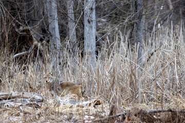 Coyote glances back in early spring forest with dry vegetation.