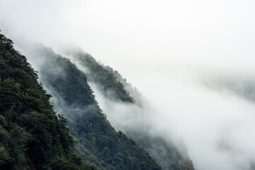 Misty Mountains of Trees in Milford Sound, New Zealand