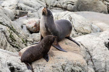 Obraz premium Seal pups and mom in Kaikoura, New Zealand