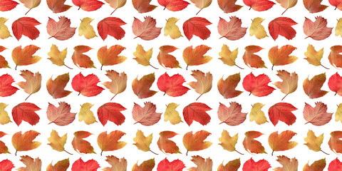 Colorful autumn leaves seamless pattern on white background