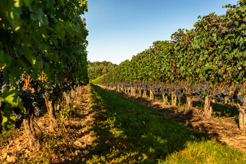 Naklejka premium Grapes on a vineyard winery ready for the autumn harvest