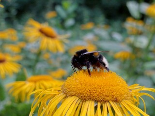 Close-up of insect gathering nectar © Cavan