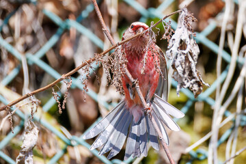 ペアで
食事中の可愛いベニマシコ（アトリ科）
英名学名：Long-tailed Rosefinch (Uragus sibiricus)
神奈川県清川村、早戸川林道-2025年
