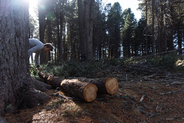 Man handling cut logs in forest in South Tyrol, Dolomites