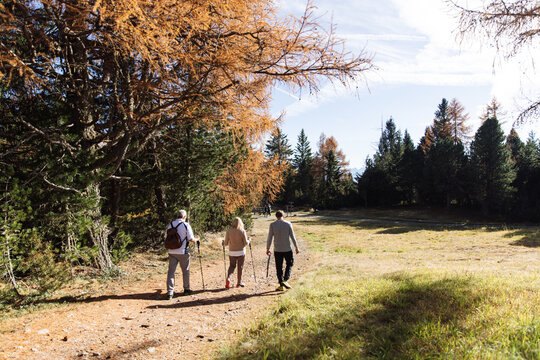 Three hikers walking forest path in South Tyrol, Dolomites