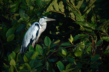 Poised Great Blue Heron Standing on the  River