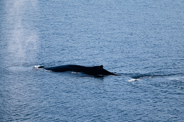 Fototapeta premium View of humpback whales diving in the ocean with blue water. Sou