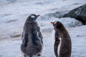 Obraz premium Gentoo penguins in Antarctica. Wild nature