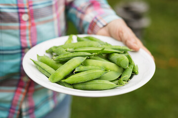 Grandmother holds bowl of freshly picked green peas from garden