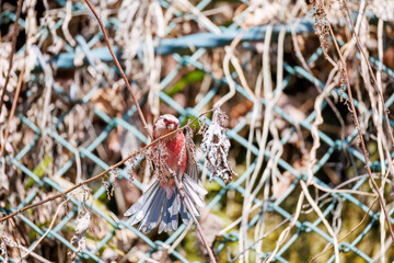 ペアで
食事中の可愛いベニマシコ（アトリ科）
英名学名：Long-tailed Rosefinch (Uragus sibiricus)
神奈川県清川村、早戸川林道-2025年
