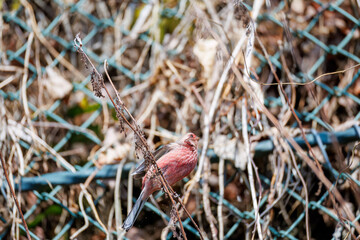 ペアで
食事中の可愛いベニマシコ（アトリ科）
英名学名：Long-tailed Rosefinch (Uragus sibiricus)
神奈川県清川村、早戸川林道-2025年
