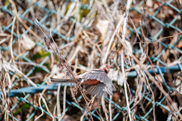 ペアで
食事中の可愛いベニマシコ（アトリ科）
英名学名：Long-tailed Rosefinch (Uragus sibiricus)
神奈川県清川村、早戸川林道-2025年
