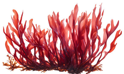 Red Algae Red Seaweed on a transparent background png 