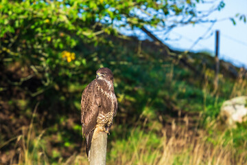 Beautiful Common Buzzard on a post in the countryside