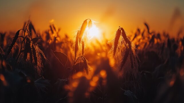 Sunset over a cornfield with silhouetted plants against a vibrant orange sky