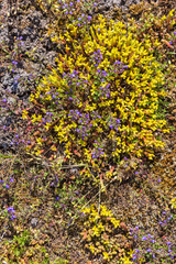 Flowering Goldmoss stonecrop and Basil thyme flowers on the ground