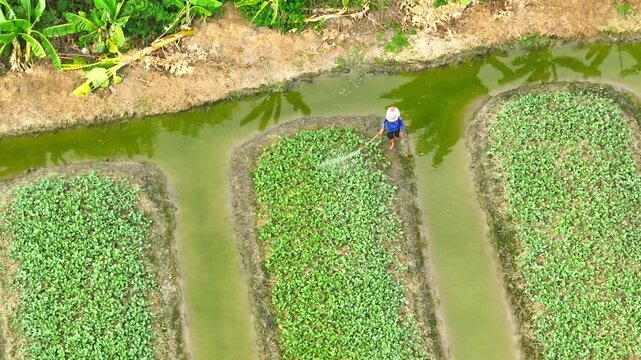 The farmer walks through the rows, spraying carefully to protect plants from pests, representing the use of precise agricultural techniques to maintain crop health.

