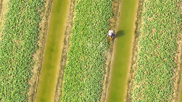 A farmer practicing sustainable farming, applying pesticide carefully on crops to maintain healthy plants and minimize environmental impact.
