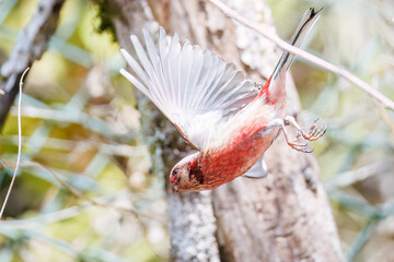ペアで
食事中の可愛いベニマシコ（アトリ科）
英名学名：Long-tailed Rosefinch (Uragus sibiricus)
神奈川県清川村、早戸川林道-2025年
