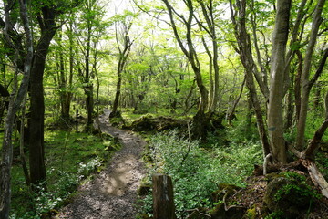 beautiful forest pathway in the mild sunlight
