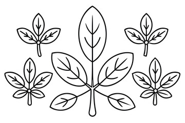 moringa line art natural plant outline for decoration