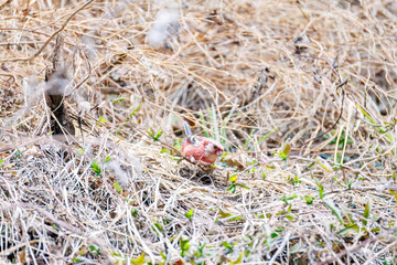ペアで
食事中の可愛いベニマシコ（アトリ科）
英名学名：Long-tailed Rosefinch (Uragus sibiricus)
神奈川県清川村、早戸川林道-2025年
