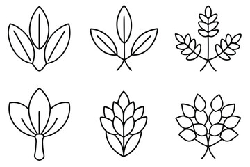 moringa line art simple elegant botanical plant sketch