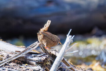 小さい体で大きな声で必死にさえずる可愛いミソサザイ（ミソサザイ科）
英名学名：Eurasian Wren (Troglodytes troglodytes)
神奈川県清川村、早戸川林道-2025年
