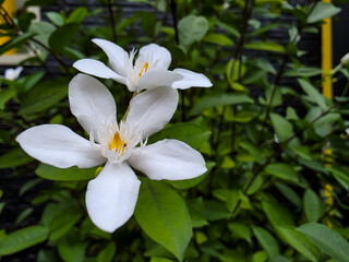 White flowers with delicate petals and a yellow center blooming amidst green foliage