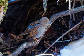 可愛いカヤクグリ（イワヒバリ科）
英名学名：Japanese Accentor (Prunella rubida)
神奈川県清川村、早戸川林道-2025年
