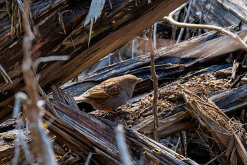 可愛いカヤクグリ（イワヒバリ科）
英名学名：Japanese Accentor (Prunella rubida)
神奈川県清川村、早戸川林道-2025年

