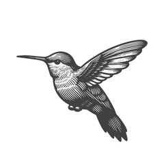Fototapeta premium Simple Hummingbird Flying Vector Icon Design – Vintage Retro Logo & Illustration