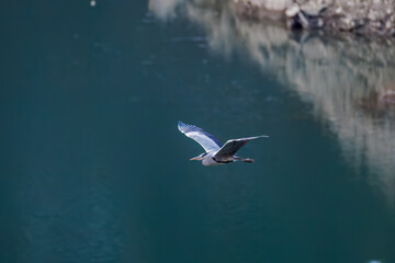 飛翔する美しいアオサギ（サギ科）
英名学名：Grey Heron (Ardea cinerea)
神奈川県清川村、早戸川林道-2025年
