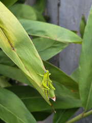 Two vibrant green grasshoppers perched on a ginger leaf.