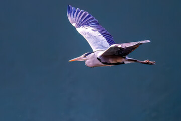 飛翔する美しいアオサギ（サギ科）
英名学名：Grey Heron (Ardea cinerea)
神奈川県清川村、早戸川林道-2025年
