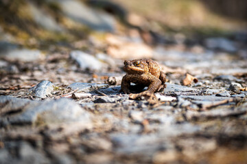 A view of a toad in the forest