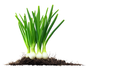   clipart cutout of leeks isolated on a transparent background png