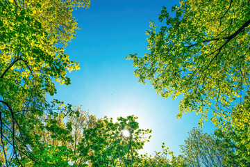 Under the green treetops on sunny spring morning