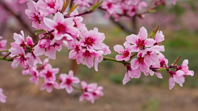 Cherry tree blossom flowers header