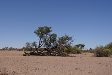 Bäume trotzen der Trockenheit in der Kalahari