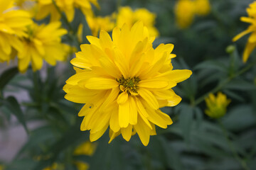 Yellow flower Rudbéckia  blooming in a lush green garden   